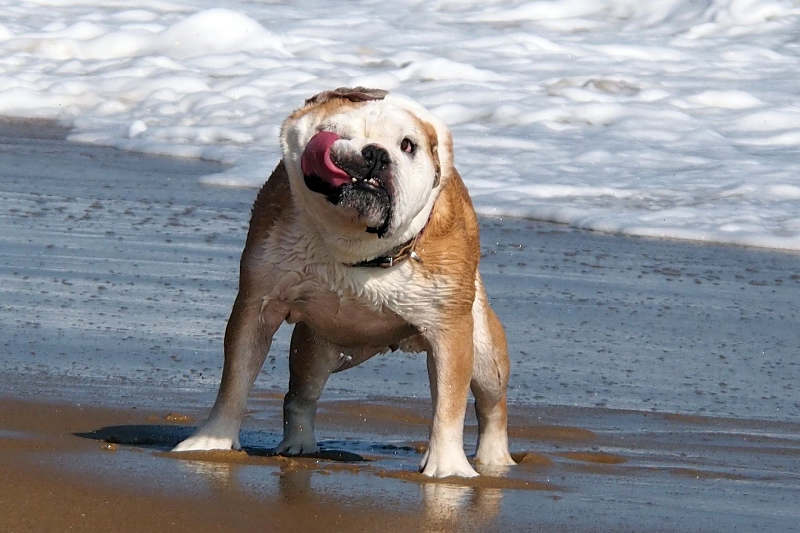 Pics from Seawitch Festival at Rehoboth Beach and Henlopen...